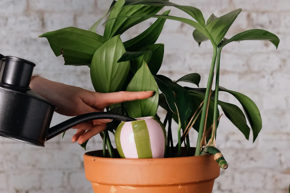 Sublimez votre jardin intérieur
